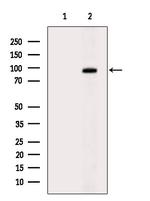 MCAK Antibody in Western Blot (WB)