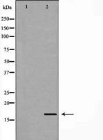 LITAF Antibody in Western Blot (WB)