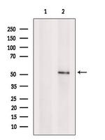 SEMG1 Antibody in Western Blot (WB)