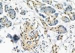 UBD Antibody in Immunohistochemistry (Paraffin) (IHC (P))