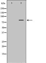 SLC3A1 Antibody in Western Blot (WB)