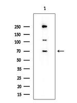 KLC1 Antibody in Western Blot (WB)