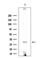 PNMT Antibody in Western Blot (WB)