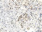 MLKL Antibody in Immunohistochemistry (Paraffin) (IHC (P))