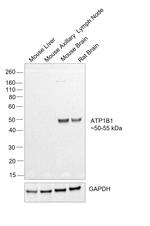 ATP1B1 Antibody in Western Blot (WB)