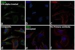 IRF7 Antibody