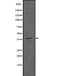 ADH6 Antibody in Western Blot (WB)