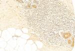 Phospho-nrf2 (Ser40) Antibody in Immunohistochemistry (Paraffin) (IHC (P))