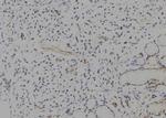 HES1 Antibody in Immunohistochemistry (Paraffin) (IHC (P))