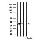 HES1 Antibody in Western Blot (WB)