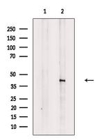 Phospho-Doublecortin (Ser335) Antibody in Western Blot (WB)