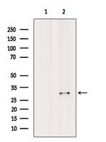 BCL2A1 Antibody in Western Blot (WB)