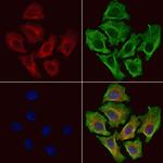 INSRR Antibody in Immunocytochemistry (ICC/IF)