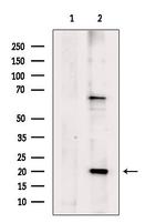 B-myc Antibody in Western Blot (WB)