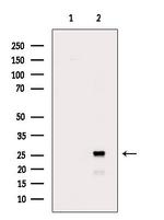 FLT3LG Antibody in Western Blot (WB)