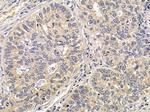 Importin 9 Antibody in Immunohistochemistry (Paraffin) (IHC (P))