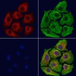 Importin 9 Antibody in Immunocytochemistry (ICC/IF)