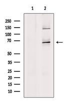 MMP21 Antibody in Western Blot (WB)