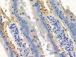 Aquaporin 7 Antibody in Immunohistochemistry (Paraffin) (IHC (P))