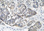 SLC39A8 Antibody in Immunohistochemistry (Paraffin) (IHC (P))