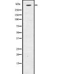 CENPE Antibody in Western Blot (WB)