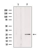 SOD3 Antibody in Western Blot (WB)