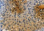 BMP9 Antibody in Immunohistochemistry (Paraffin) (IHC (P))