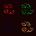 Calpain S1 Antibody in Immunocytochemistry (ICC/IF)