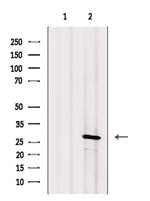 Calpain S1 Antibody in Western Blot (WB)