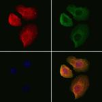 Hemoglobin Antibody in Immunocytochemistry (ICC/IF)