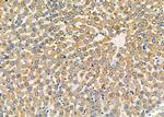 PUM1 Antibody in Immunohistochemistry (Paraffin) (IHC (P))