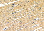 GluR4 Antibody in Immunohistochemistry (Paraffin) (IHC (P))