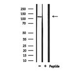 GluR4 Antibody in Western Blot (WB)