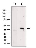 RRAGA Antibody in Western Blot (WB)