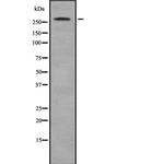 ACACB Antibody in Western Blot (WB)