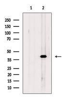 CAB39 Antibody in Western Blot (WB)