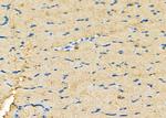 Calsequestrin 2 Antibody in Immunohistochemistry (Paraffin) (IHC (P))