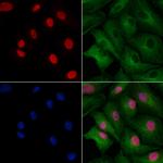 EN1 Antibody in Immunocytochemistry (ICC/IF)