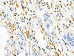 CD3g Antibody in Immunohistochemistry (Paraffin) (IHC (P))