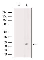 CLEC3B Antibody in Western Blot (WB)