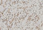 FDPS Antibody in Immunohistochemistry (Paraffin) (IHC (P))