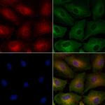 Renalase Antibody in Immunocytochemistry (ICC/IF)