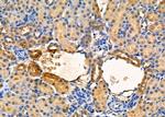 Renalase Antibody in Immunohistochemistry (Paraffin) (IHC (P))