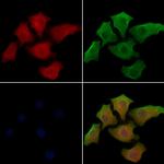 S100A13 Antibody in Immunocytochemistry (ICC/IF)