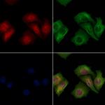 XPO4 Antibody in Immunocytochemistry (ICC/IF)