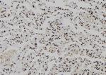 XPO4 Antibody in Immunohistochemistry (Paraffin) (IHC (P))