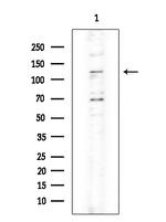 XPO4 Antibody in Western Blot (WB)