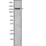 UGGT1 Antibody in Western Blot (WB)