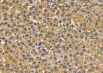 PAM Antibody in Immunohistochemistry (Paraffin) (IHC (P))