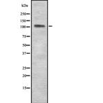 PAM Antibody in Western Blot (WB)